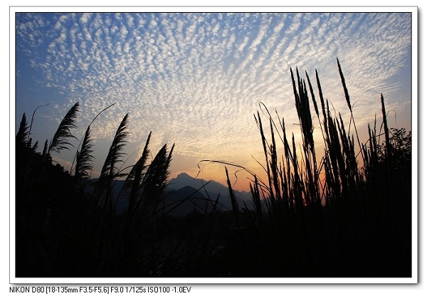 晚霞芦苇09.jpg
