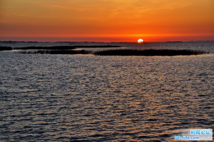 调整大小 尉犁胡杨 033f.jpg