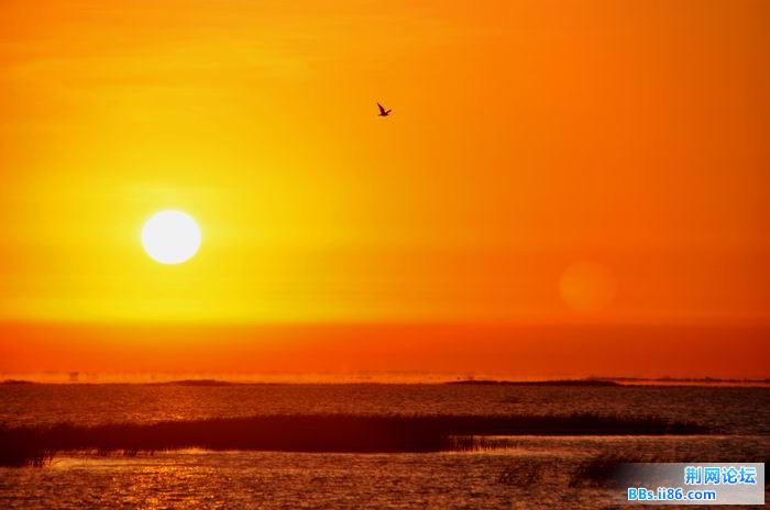 调整大小 尉犁胡杨 057f.jpg