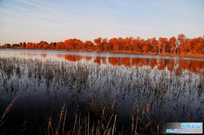 调整大小 尉犁胡杨 075f.jpg