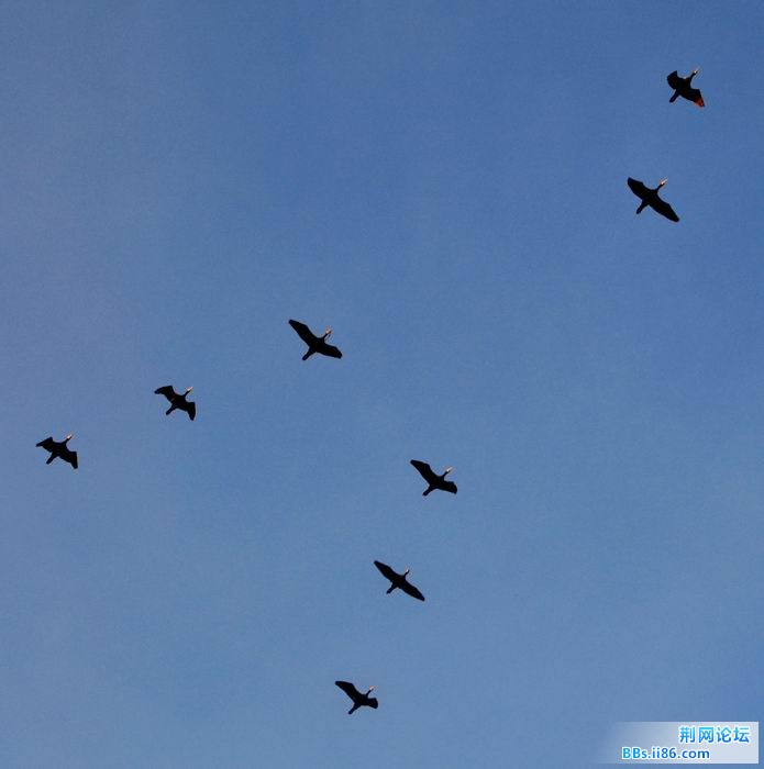 调整大小 尉犁胡杨 096f.jpg