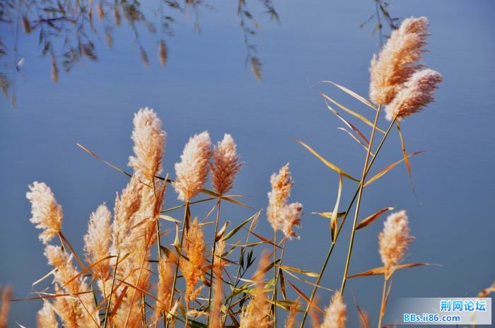 调整大小 尉犁胡杨 116f.jpg