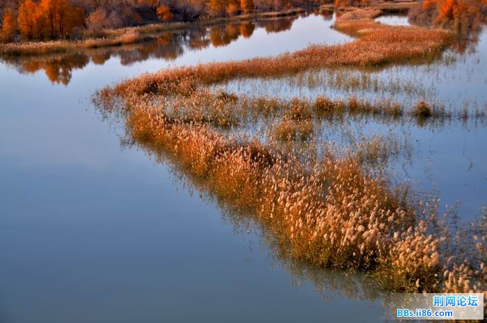 调整大小 尉犁胡杨 126f.jpg