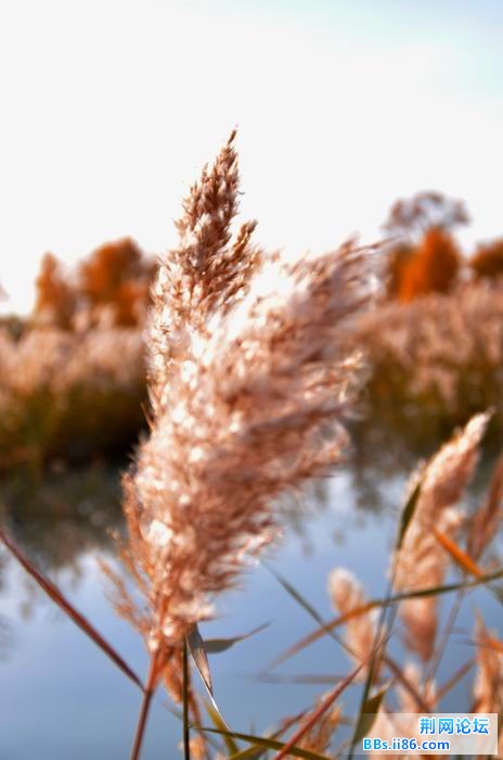 调整大小 尉犁胡杨 135f.jpg