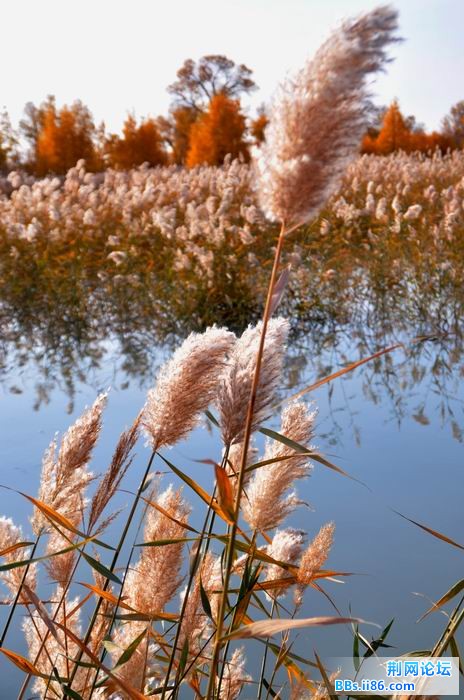 调整大小 尉犁胡杨 137f.jpg