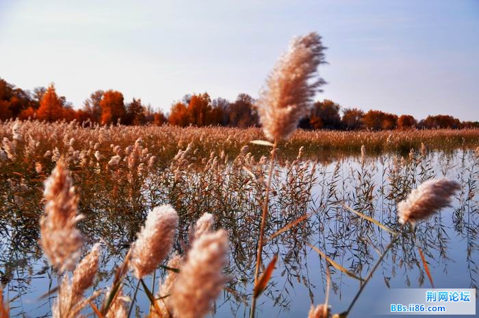 调整大小 尉犁胡杨 138f.jpg