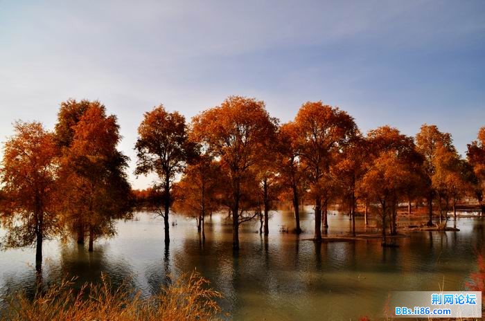 调整大小 尉犁胡杨 164f.jpg