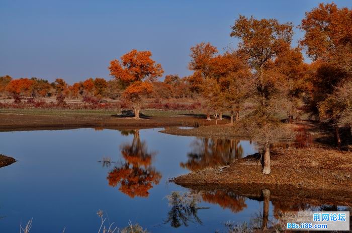 调整大小 尉犁胡杨 169f.jpg