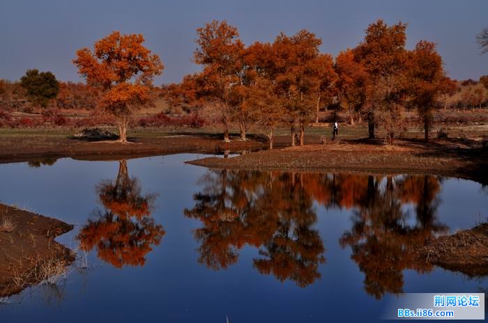 调整大小 尉犁胡杨 175f.jpg