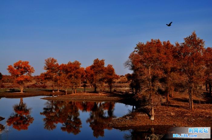 调整大小 尉犁胡杨 178f.jpg