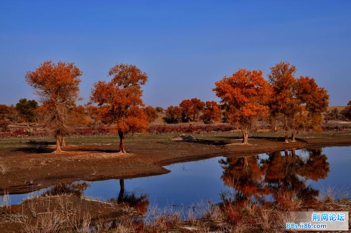 调整大小 尉犁胡杨 189f.jpg