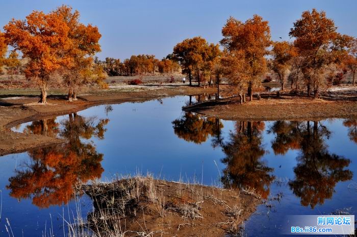 调整大小 尉犁胡杨 192f.jpg