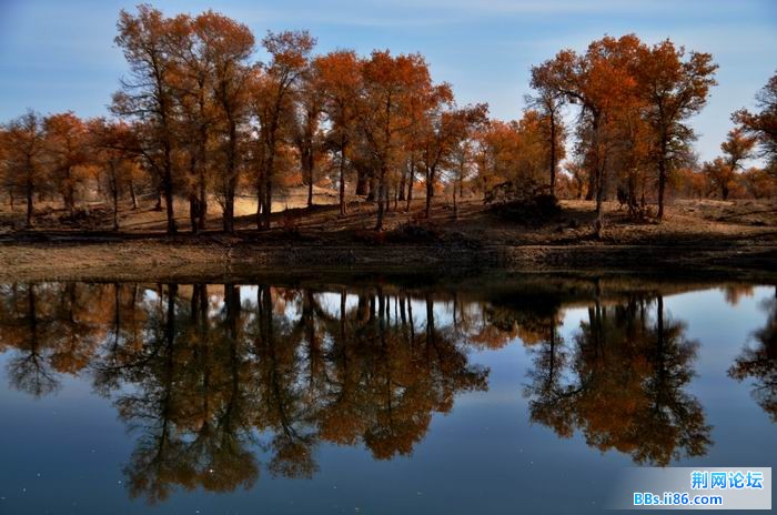 调整大小 尉犁胡杨 206f.jpg