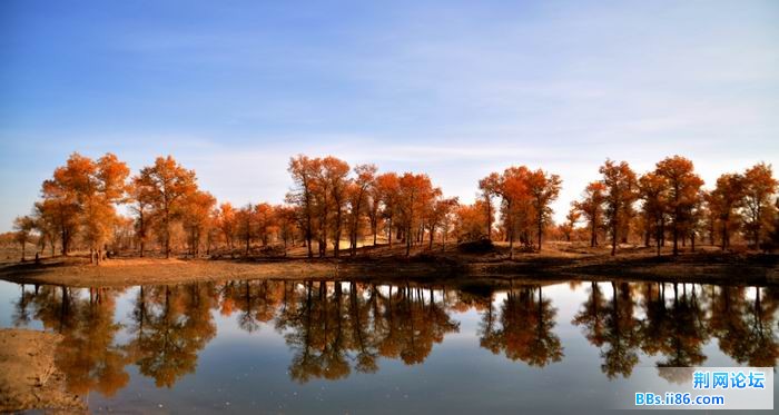 调整大小 尉犁胡杨 207f.jpg