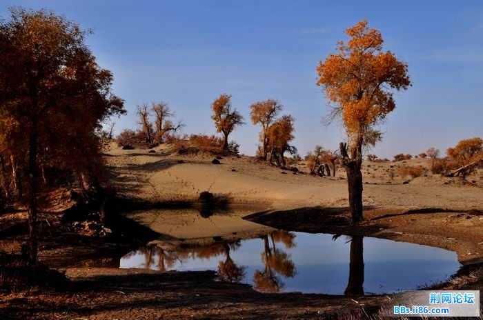 调整大小 尉犁胡杨 217f.jpg