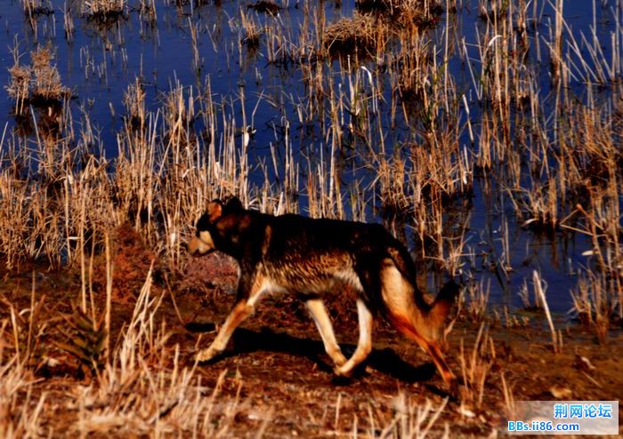 调整大小 尉犁胡杨 224f.jpg