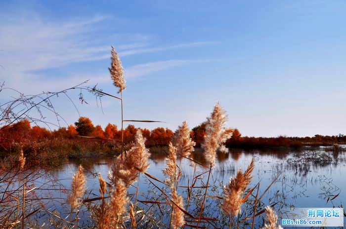 调整大小 尉犁胡杨 236f.jpg