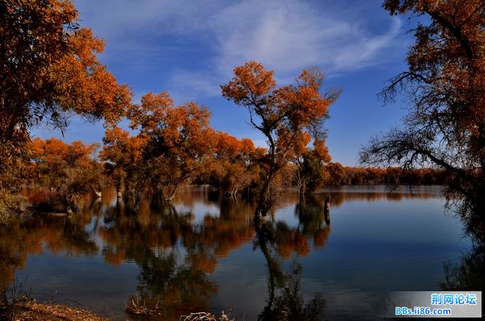 调整大小 尉犁胡杨 248f.jpg