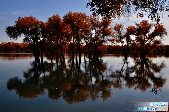 调整大小 尉犁胡杨 249f.jpg