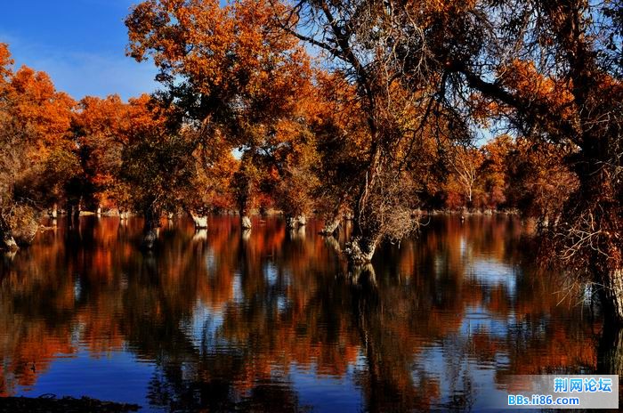 调整大小 尉犁胡杨 252f.jpg