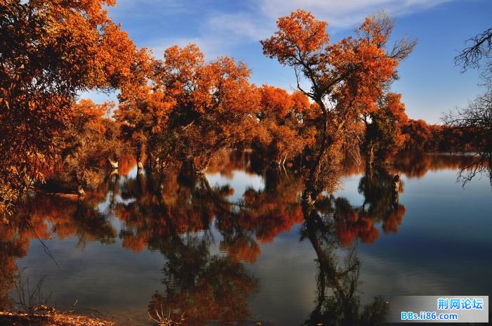 调整大小 尉犁胡杨 256f.jpg