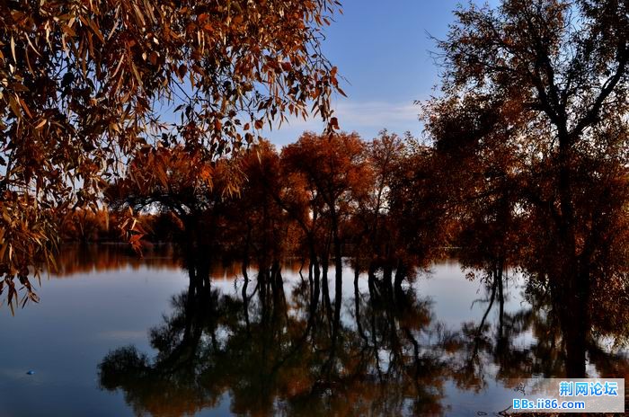 调整大小 尉犁胡杨 257f.jpg