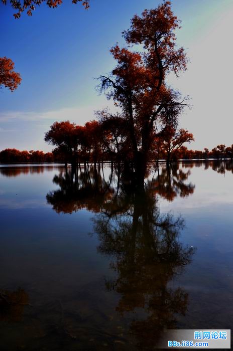 调整大小 尉犁胡杨 259f.jpg