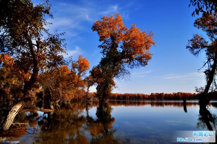 调整大小 尉犁胡杨 260f.jpg