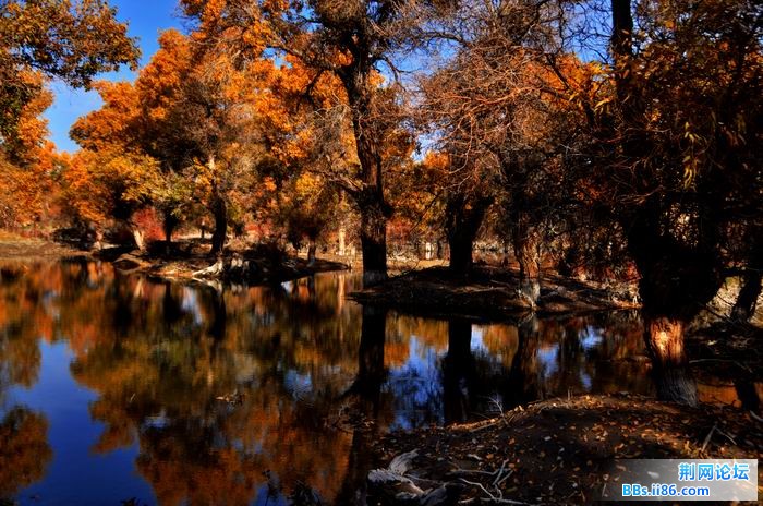 调整大小 尉犁胡杨 262f.jpg