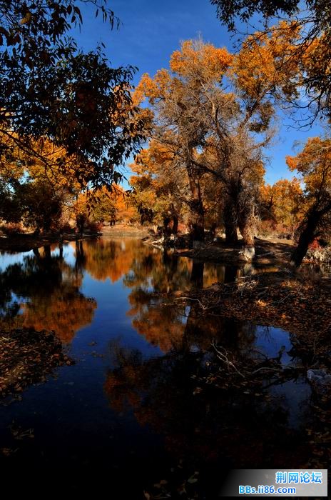 调整大小 尉犁胡杨 265f.jpg