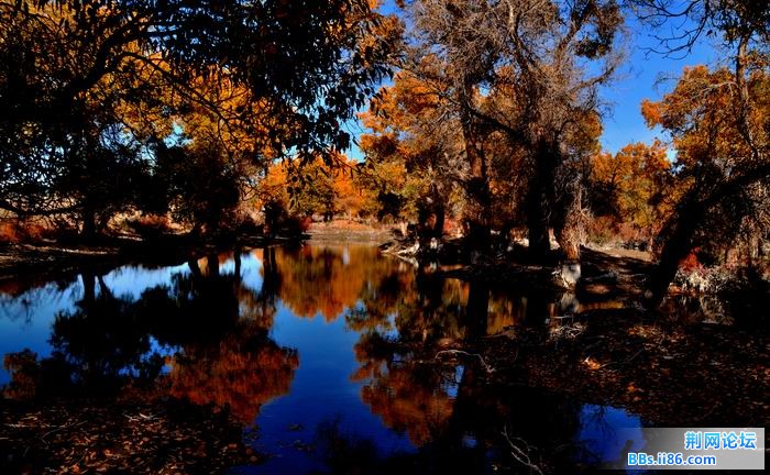 调整大小 尉犁胡杨 266f.jpg