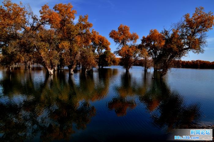 调整大小 尉犁胡杨 267f.jpg