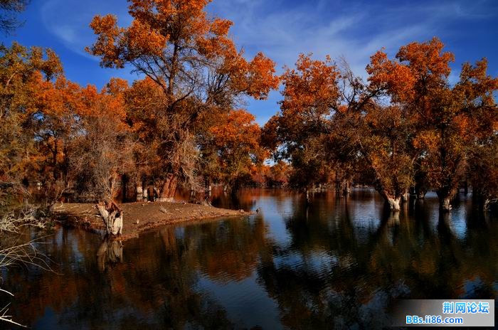 调整大小 尉犁胡杨 269f.jpg