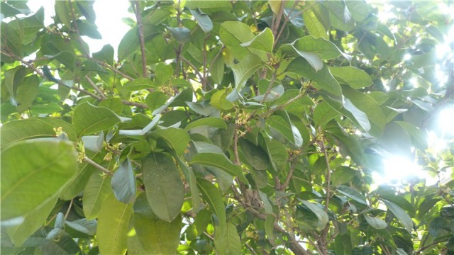 p1000820_副本.jpg