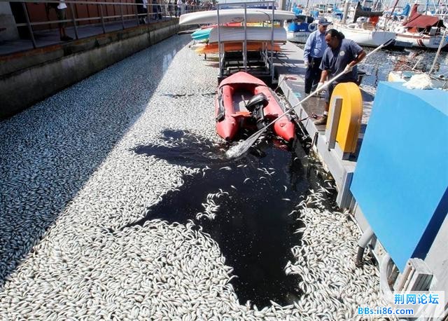 1702366_980x1200_0 (小).jpg