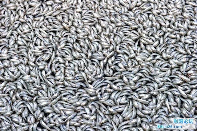 1702657_980x1200_0 (小).jpg