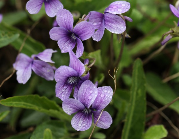 10BI0E8092.JPG