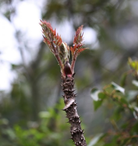 BI0E8287.JPG