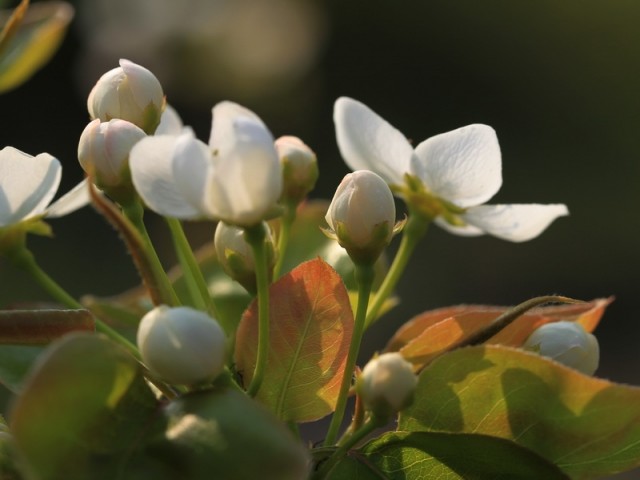 BI0E9209.JPG
