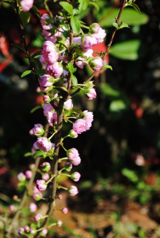 DSC_0585.JPG