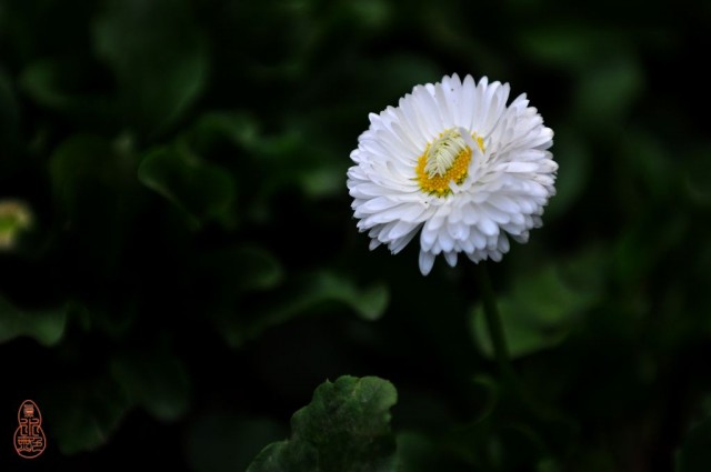 DSC_0286.JPG