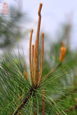 DSC_0564.jpg