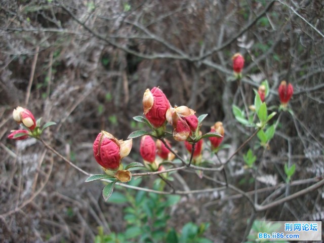 含苞欲放15.JPG