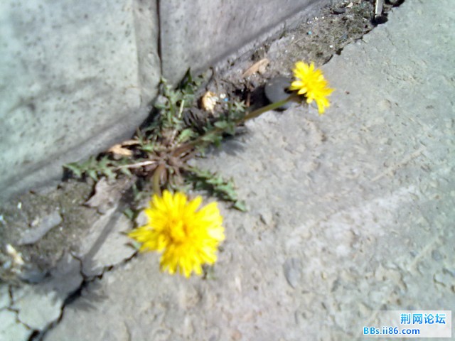 20110427088.jpg