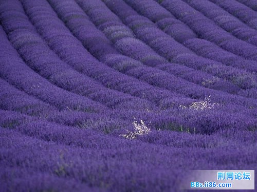 普罗旺斯的薰衣草.jpg