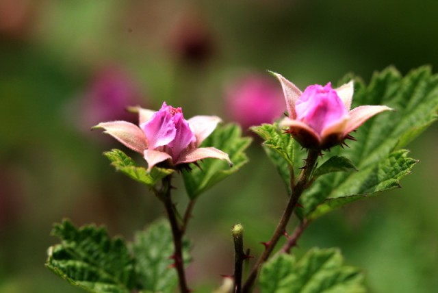 小花BI0E1361.JPG
