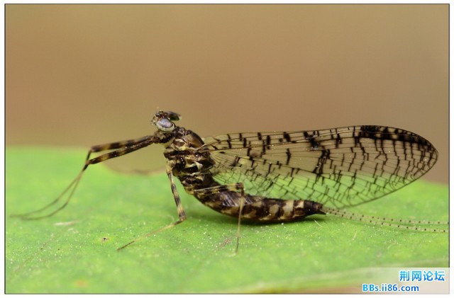 10994300蜉蝣 待查.jpg