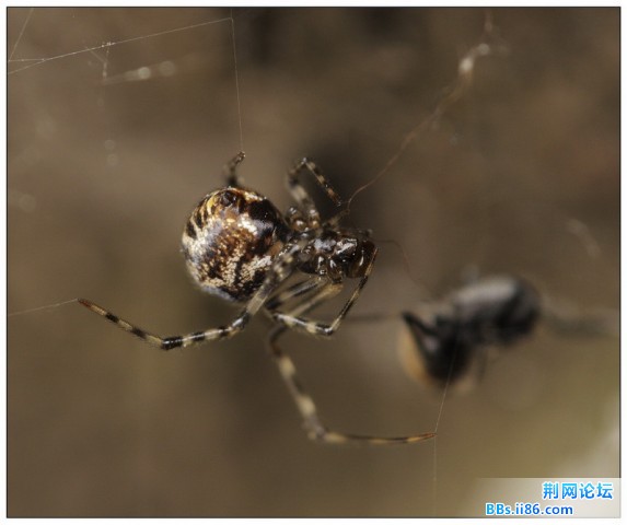 11082424姬蛛 雄.jpg