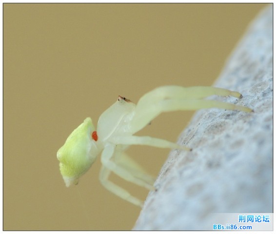 11082635三角蟹蛛 雌.jpg