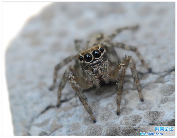 11539404黑色蝇虎 雌.jpg